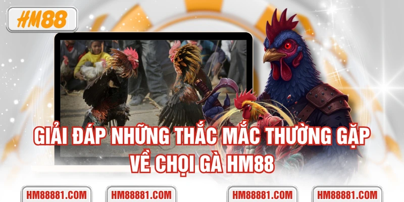 Giải đáp những thắc mắc thường gặp về chọi gà HM88