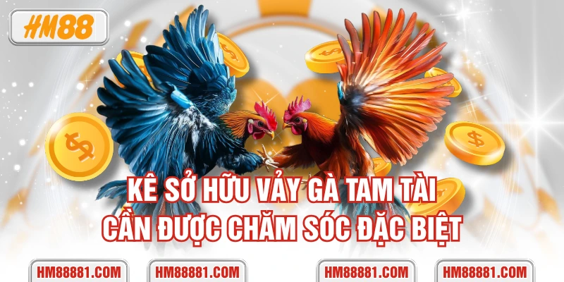 Kê sở hữu vảy gà tam tài cần được chăm sóc đặc biệt