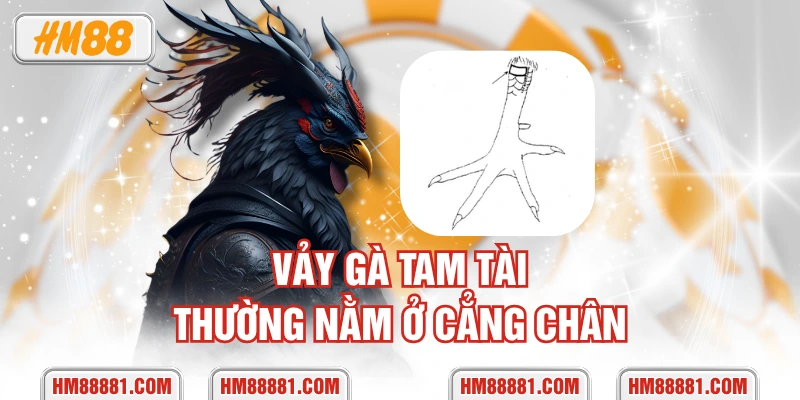 Vảy gà tam tài thường nằm ở cẳng chân