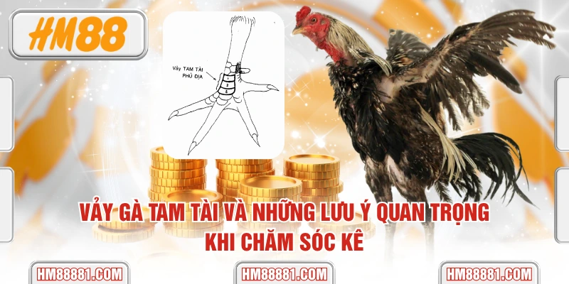 Vảy Gà Tam Tài Và Những Lưu Ý Quan Trọng Khi Chăm Sóc Kê